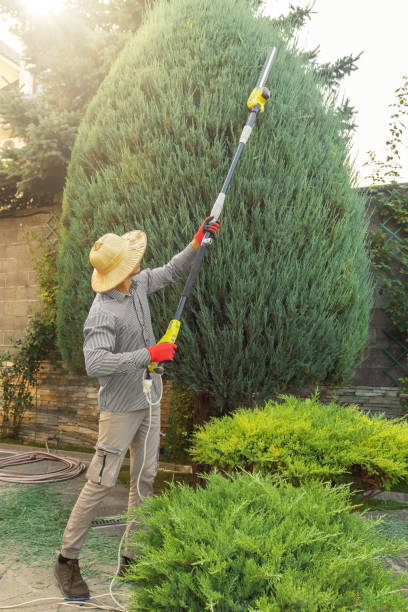 Best Fruit Tree Pruning  in Altoona, PA